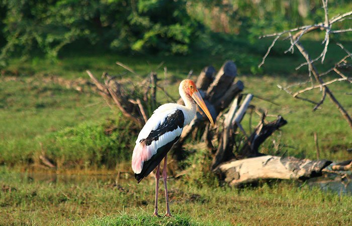 bundala bird watching safari, Sri Lanka